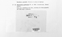 Paragymnopus perforans image